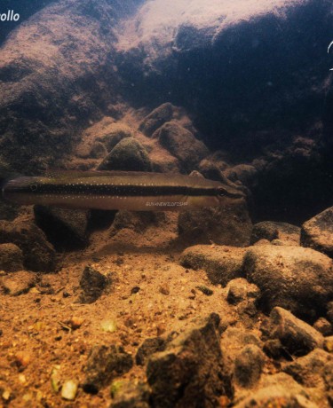 Lugubria multispinosa