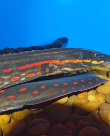 Anguille épineuse à bandes rouges - Mastacembelus erytrotaenia
