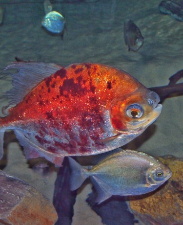 Myloplus asterias