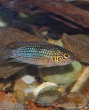Cichlidé à tête d'or -  Nannacara aureocephalus