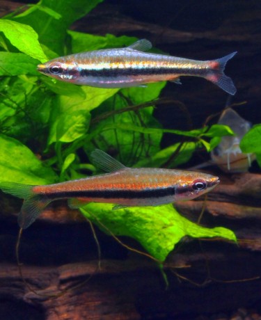 Poisson-crayon - Nannostomus beckfordi