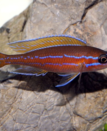 Paracyprichromis nigripinnis "blue neon"
