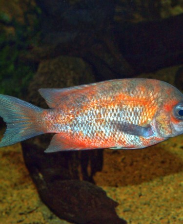 Paretroplus kieneri