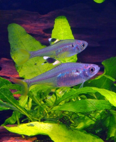 Tetra rayon X - Pristella maxillaris
