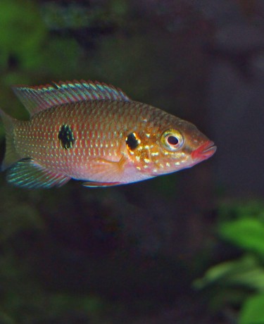 Cichlidé joyau - Rubricatochromis lifalili