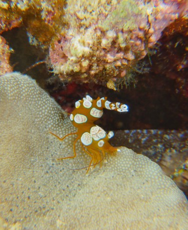 Crevette sexy - Thor amboinensis