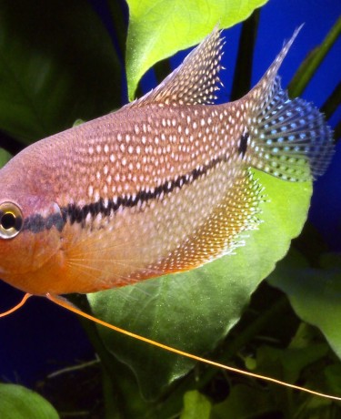 Gourami perlé - Trichopodus leeri