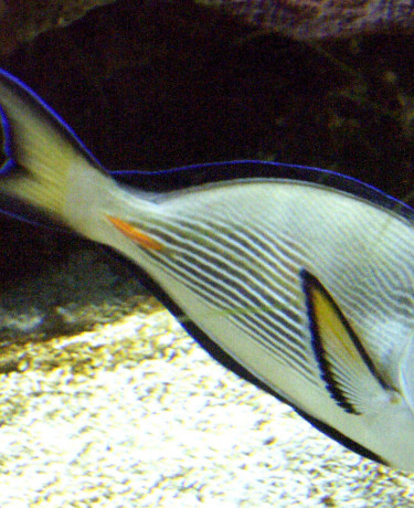 01-_acanthurus_sohal.jpg