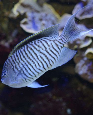 010_-_genicanthus_caudovittatus.jpg