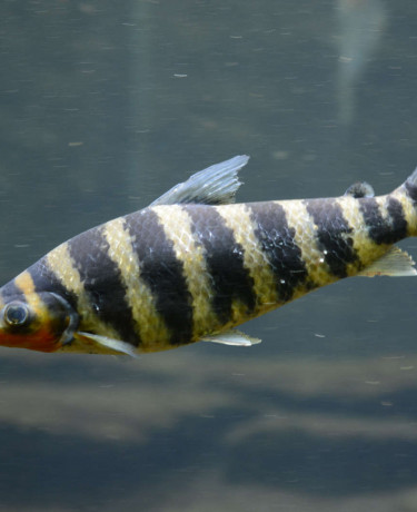 010_leporinus_fasciatus.jpg