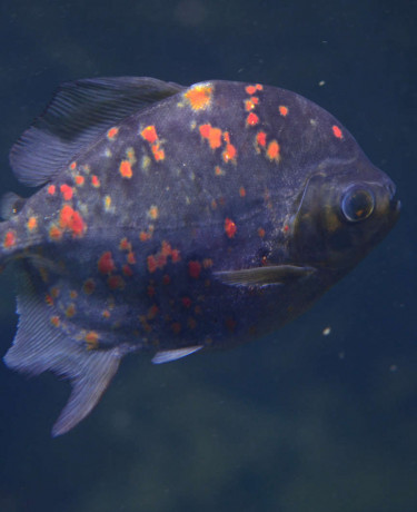 012_myloplus_rubripinnis.jpg