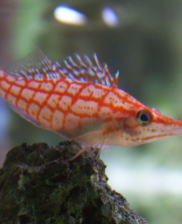 013_-_oxycirrhites_typus.jpg