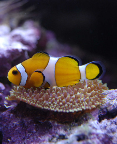 013_amphiprion_ocellaris.jpg