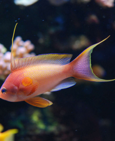 014_-_pseudanthias_squamipinnis.jpg