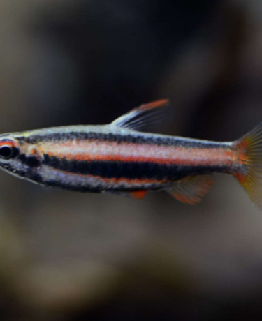 014_nannostomus_mortenthaleri.jpg