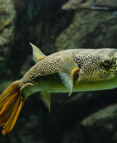 014_tetraodon_mbu.jpg