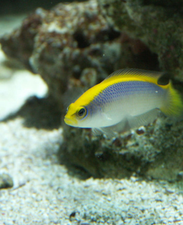 015_-_pseudochromis_flavivertex.jpg