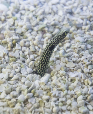 015_heteroconger_hassi.jpg