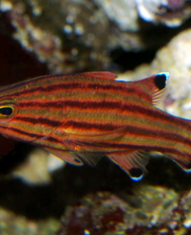 015_liopropoma_rubre.jpg