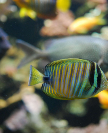 015_zebrasoma_desjardinii.jpg