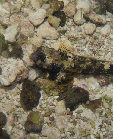 018_synchiropus_ocellatus.jpg