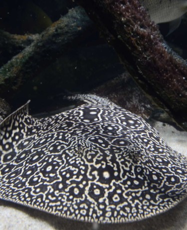019_potamotrygon_jabuti.jpg