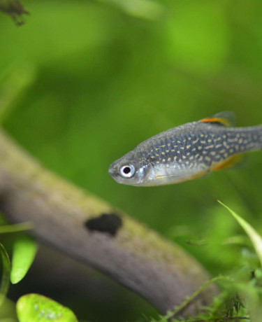 01_danio_margaritatus.jpg