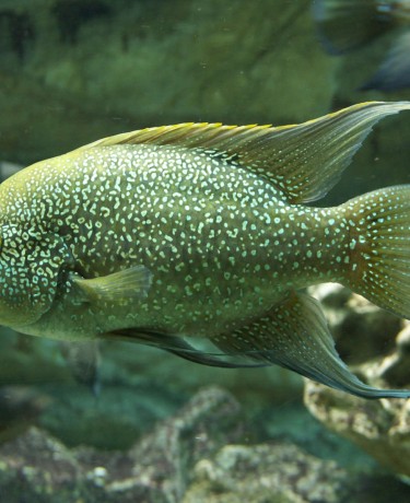 01_paratilapia_polleni.jpg
