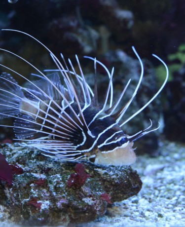 01_pterois_radiata.jpg