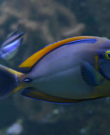 021_-_acanthurus_bariene.jpg