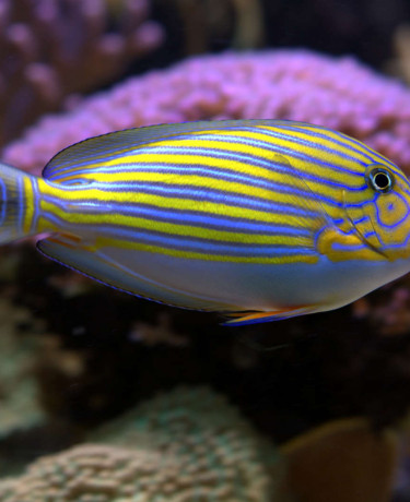 023_-_acanthurus_lineatus.jpg