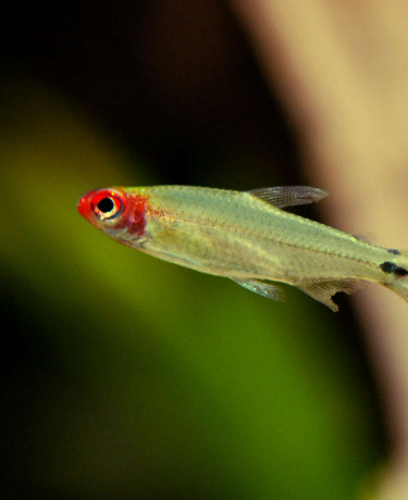 025_hemigrammus_bleheri.jpg