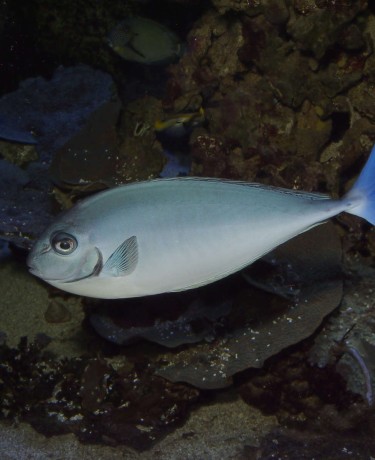 026_naso_hexacanthus.jpg