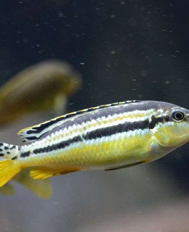 028_melanochromis_auratus.jpg