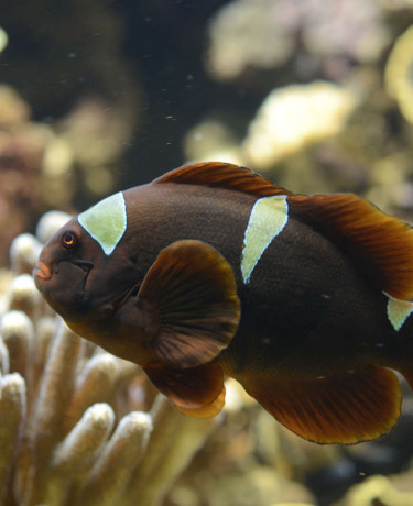 029_-_premnas_biaculeatus.jpg