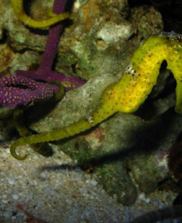 02_hippocampus_erectus.jpg