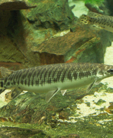 02_lepisosteus_oculatus.jpg