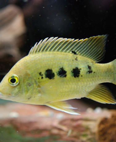 02_ptychochromis_grandidieri.jpg