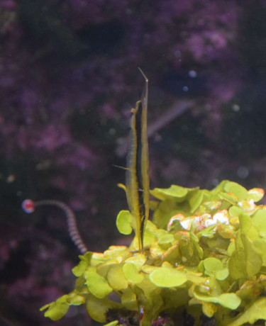 03_aeoliscus_strigatus.jpg