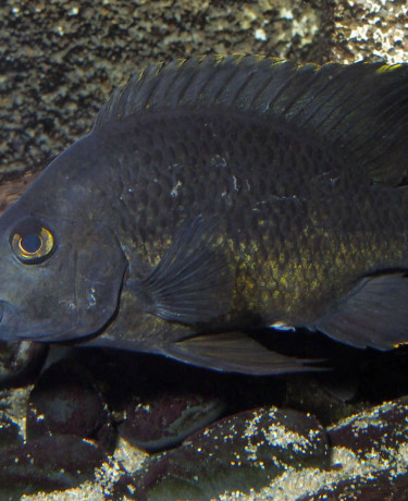 03-ptychochromis_oligacanthus_male.jpg