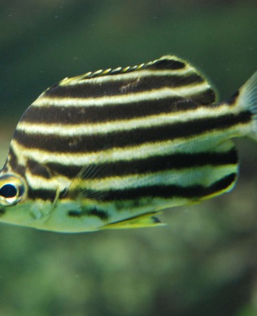 034_-_microcanthus_strigatus.jpg