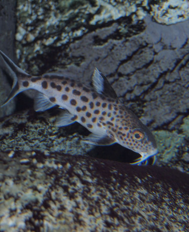 038_synodontis_multipunctatus.jpg