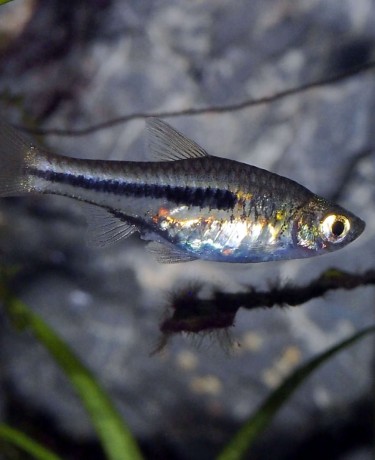 03_trigonostigma_somphongsi.jpg