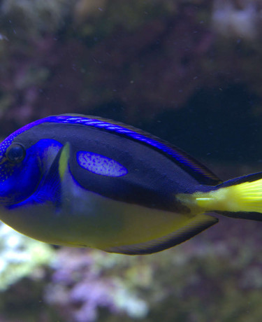 040_-_paracanthurus_hepatus.jpg