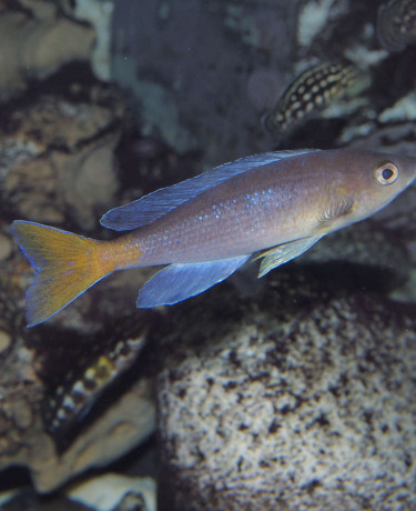 040_cyprichromis_leptosoma.jpg