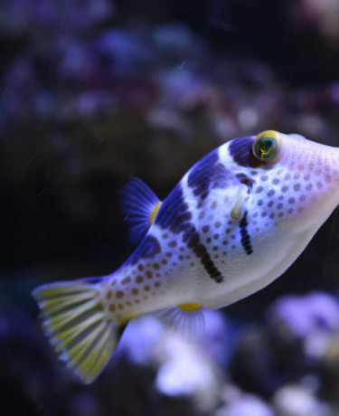 042_-_canthigaster_valentini.jpg