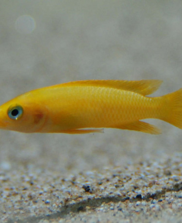 042_neolamprologus_leleupi.jpg