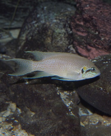 043_neolamprologus_brichardi.jpg