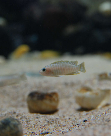 044_neolamprologus_sp.jpg