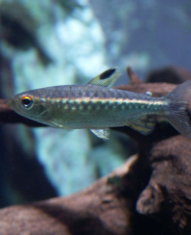045_arnoldichthys_spilopterus.jpg